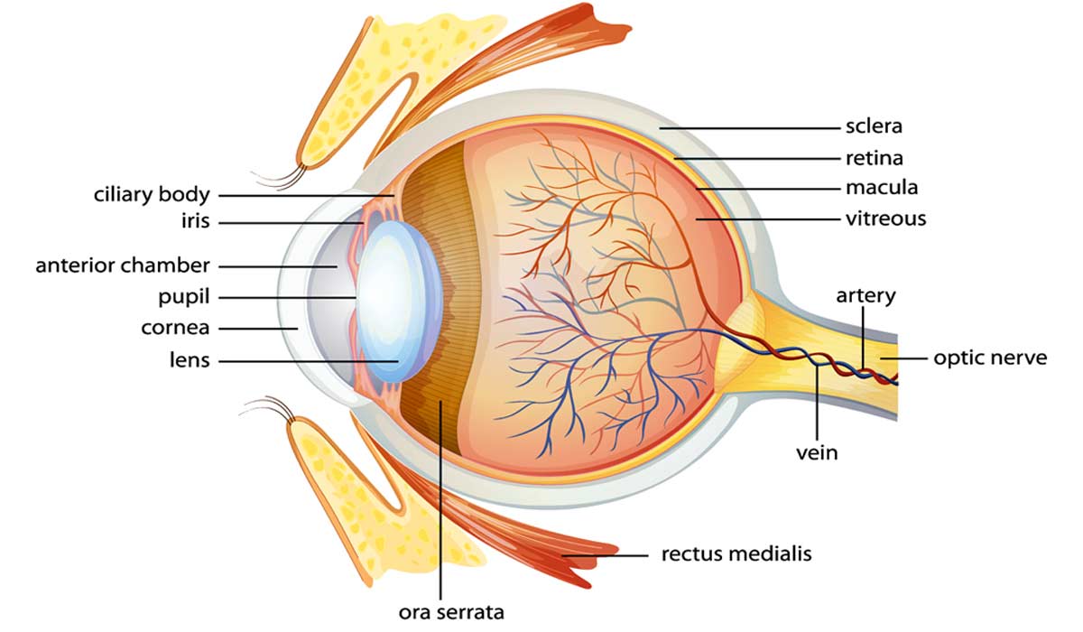 eye vision vitamins UK